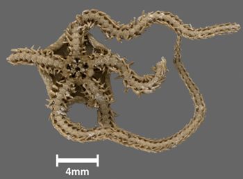 Media type: image;   Invertebrate Zoology OPH-3141 Aspect: ventral